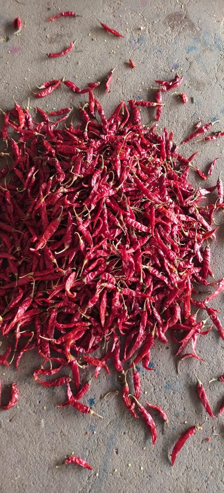 Dried red chillies spread for sorting
